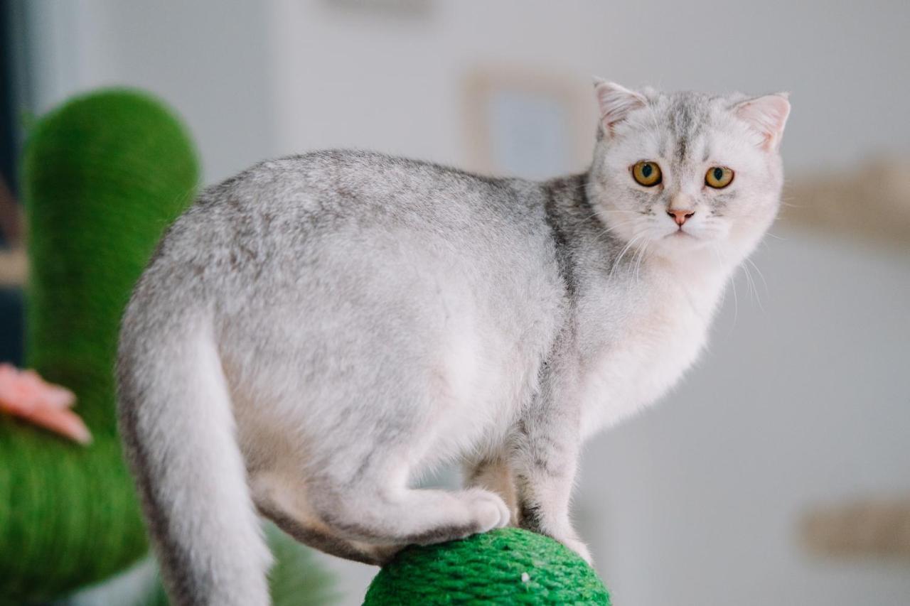 Meow Cafe & Hotel Patong Luaran gambar