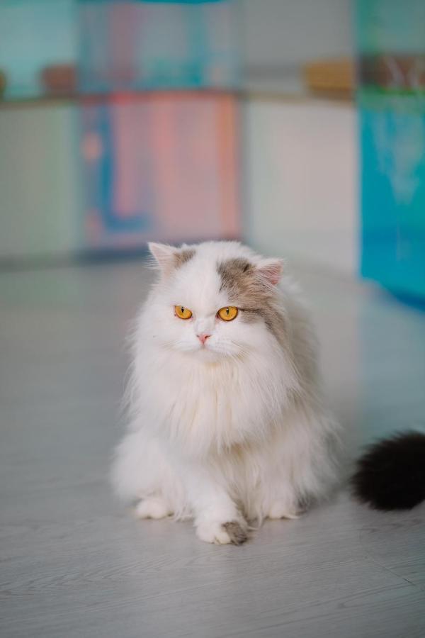 Meow Cafe & Hotel Patong Luaran gambar
